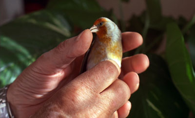 Mains tenant un oiseau, extrait du film de Sara Millot intitulé Imago mundi